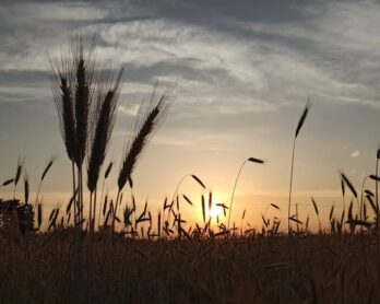 Przedawnienie rekompensaty